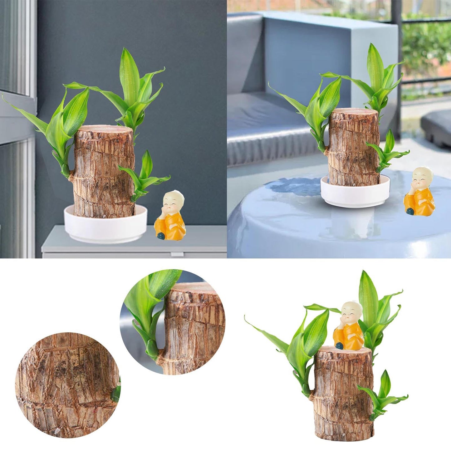 Garden Art Lucky Bamboo Live Plant - new