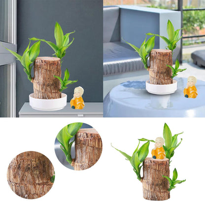 Garden Art Lucky Bamboo Live Plant